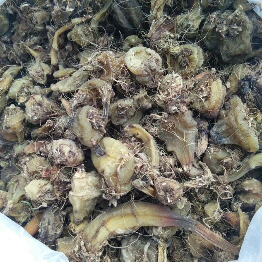 大邑县 山慈菇毛慈菇干货
