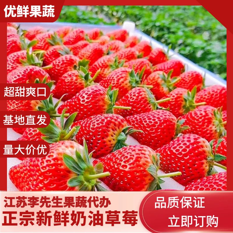 徐州奶油草莓.货源充足.产地代办支持各种规格包装诚招全国客商合作