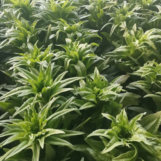 新泰市青尖叶莴笋 莴苣   薄荷  香椿芽