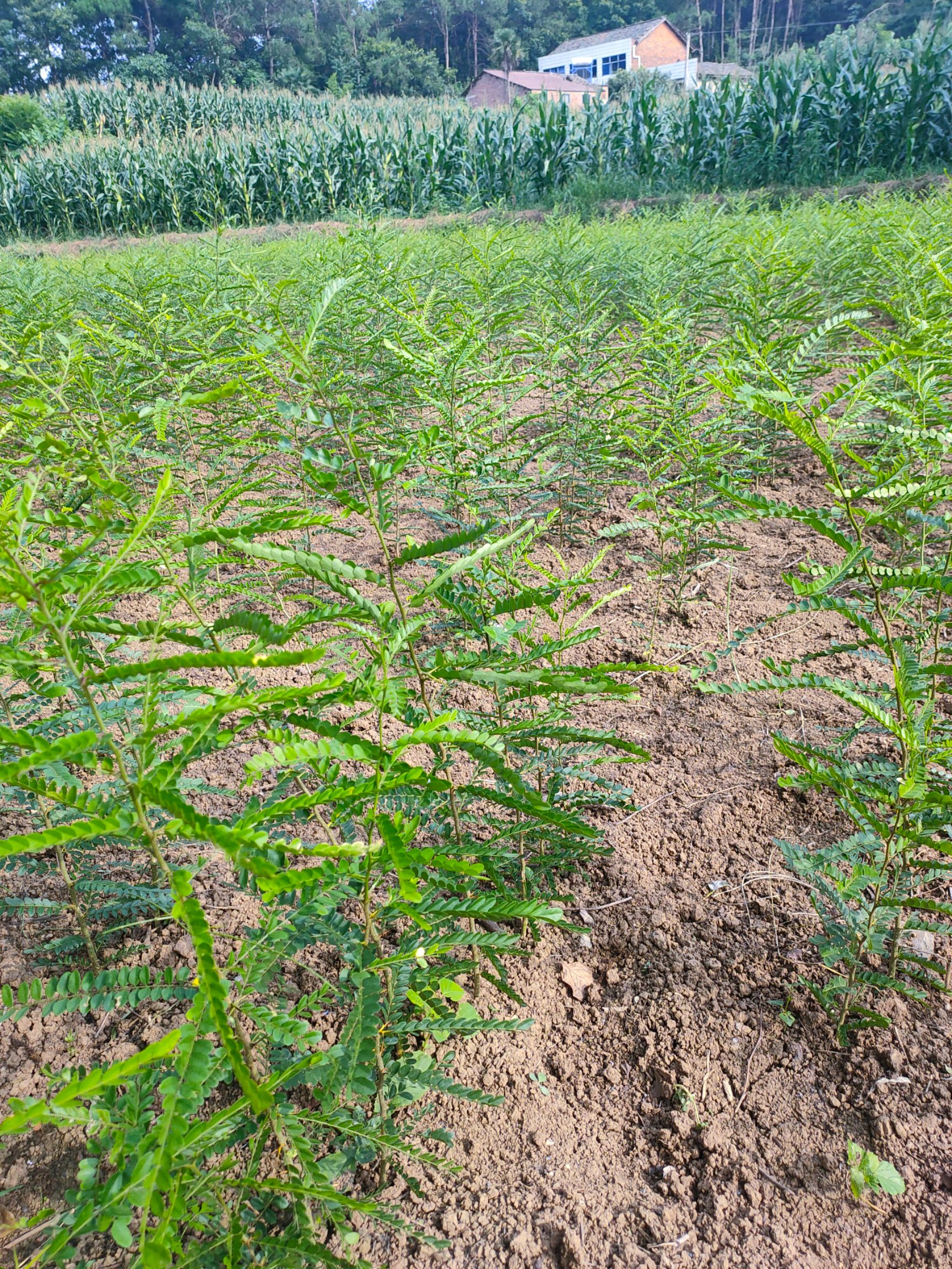 大刺皂角树  皂角苗出售