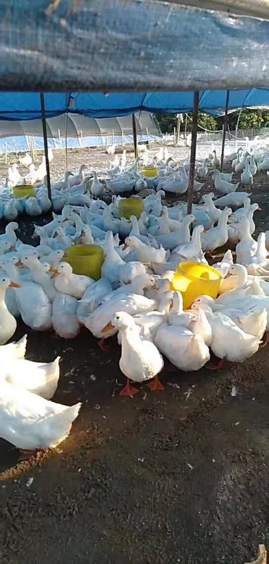 桂柳鸭苗  白鸭苗@樱桃谷鸭苗