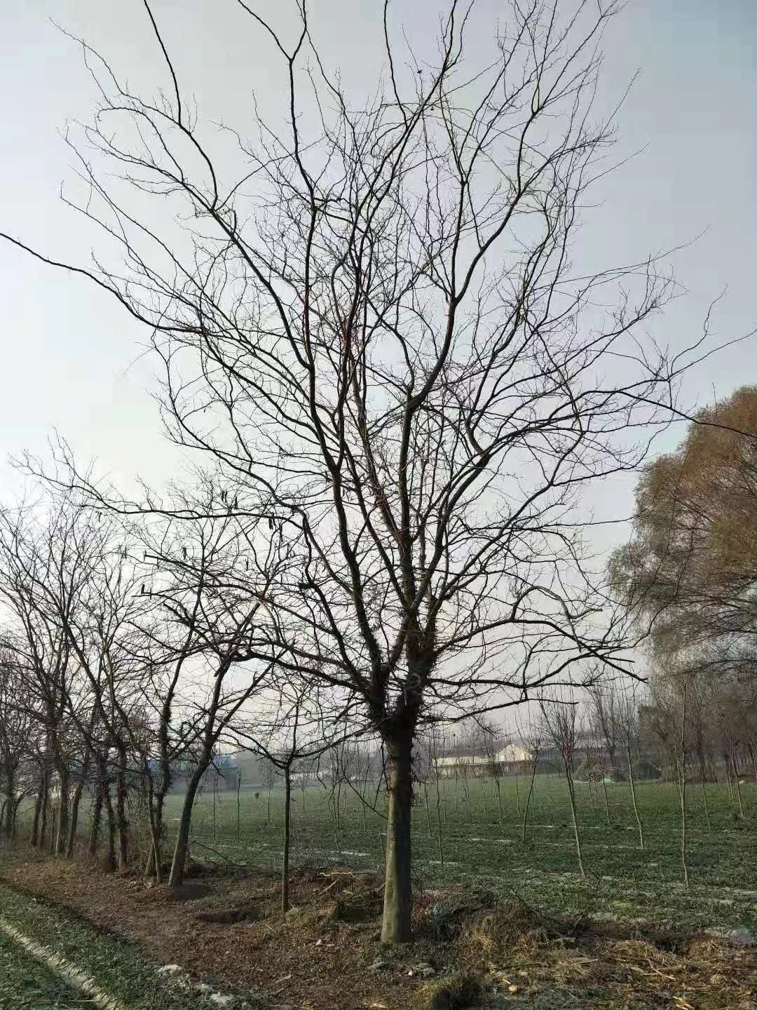 皂角树20-50公分皂角