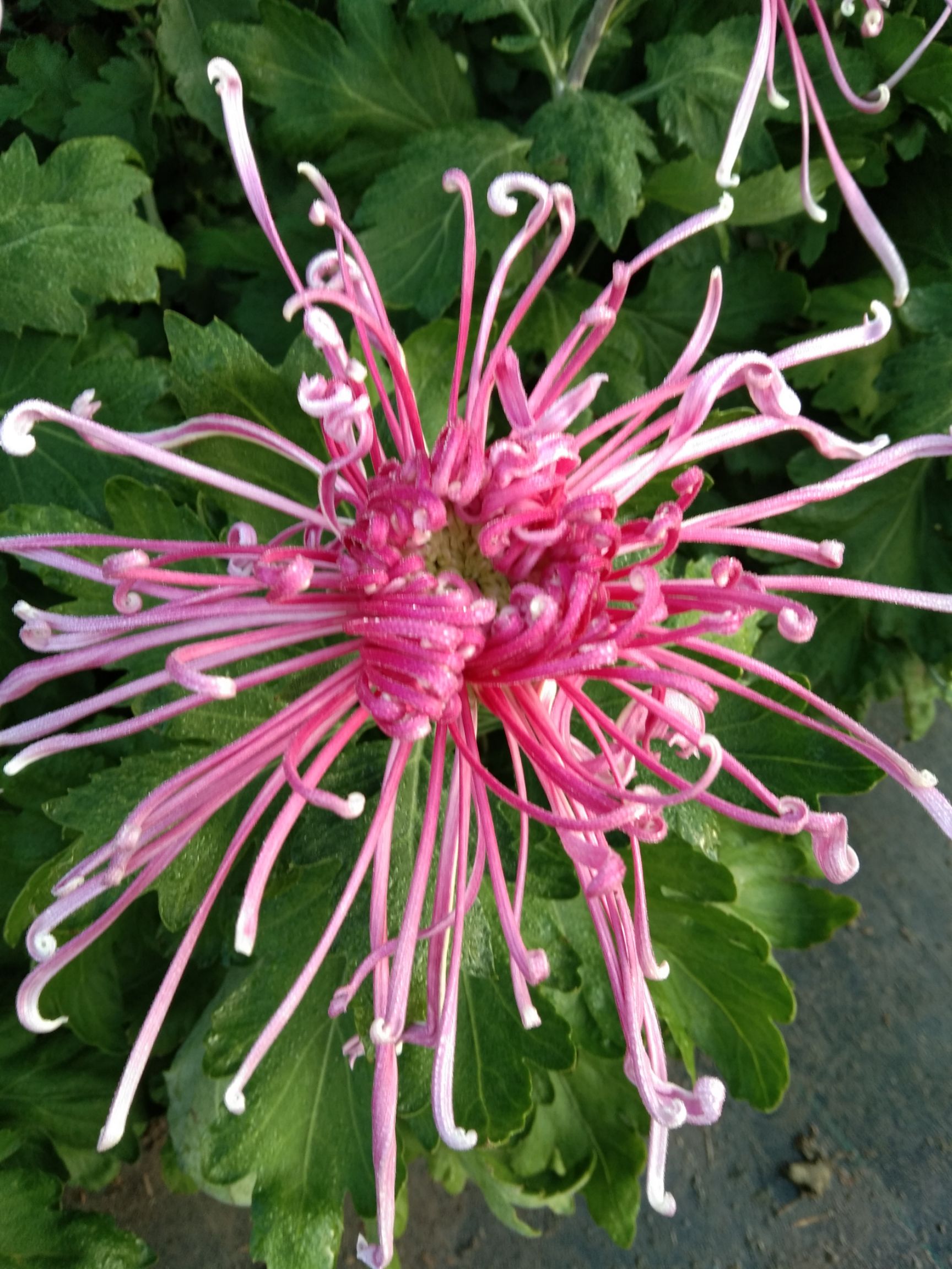 菊花苗  精品观赏菊花