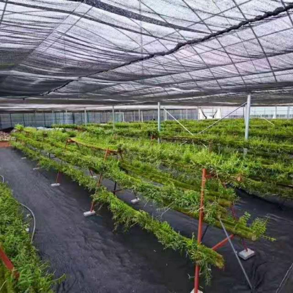 农用黑色地膜白色地膜保温保湿除草规格齐全