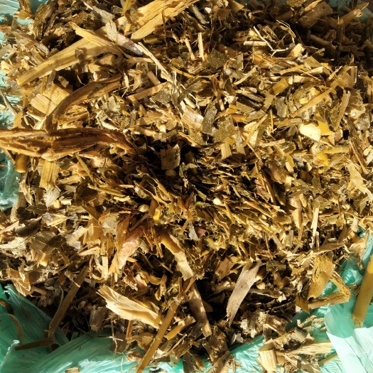 乐陵市全株玉米青贮