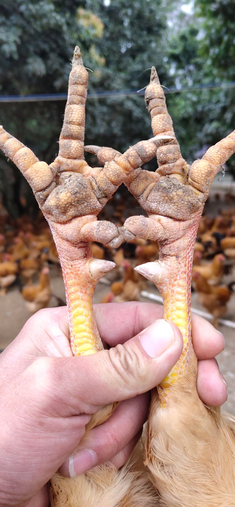 阉鸡  三黄阉