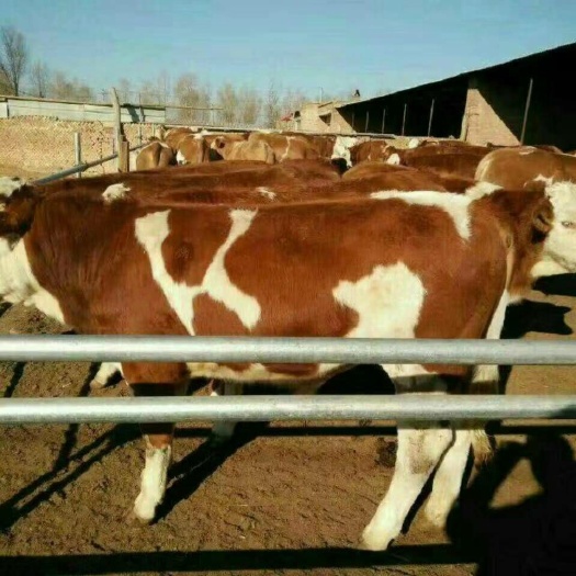 西门塔尔牛 欢迎前来选购大小肉牛