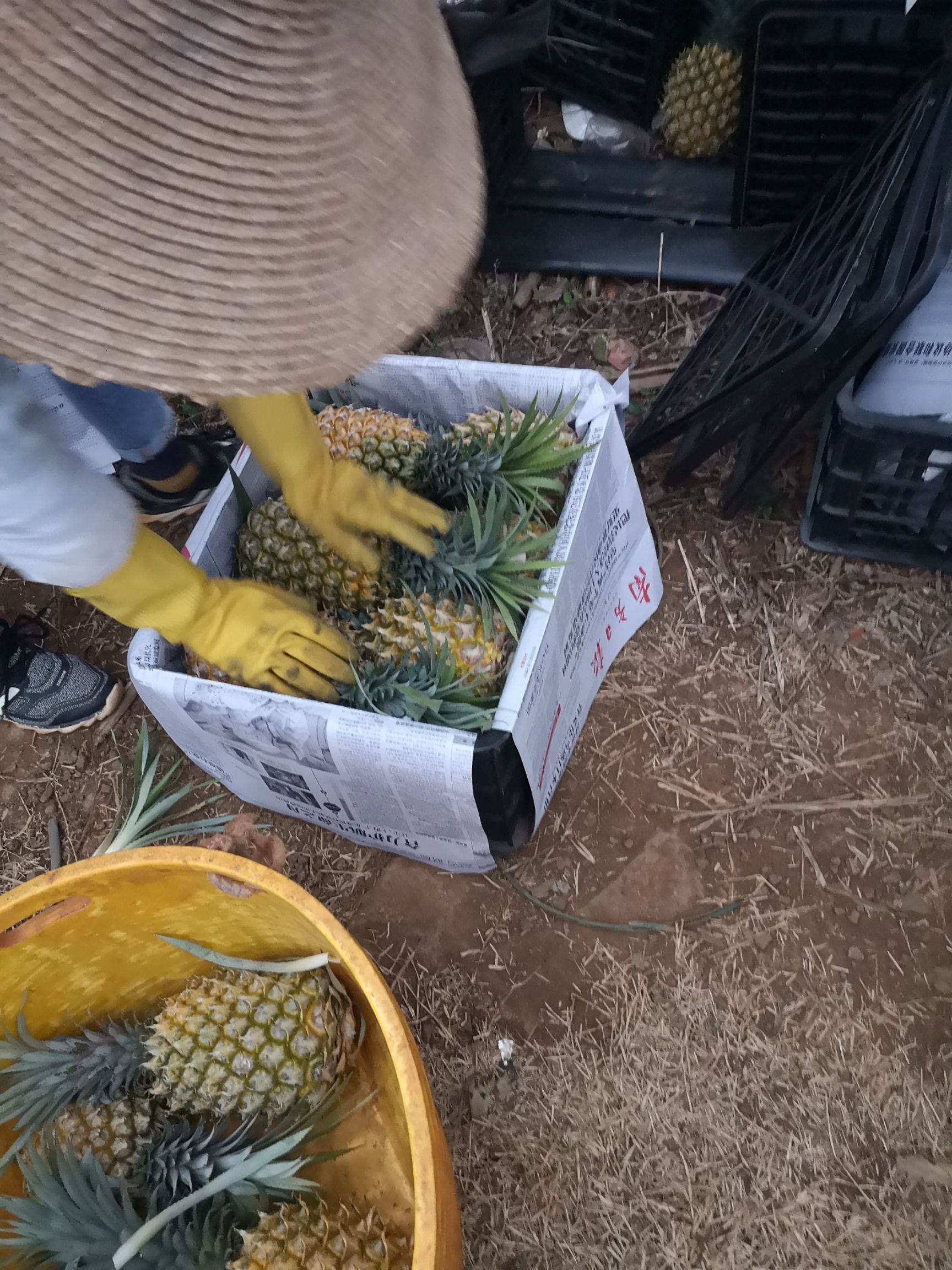 徐闻菠萝 现在开始订年货了，没订货怕涨价的节奏