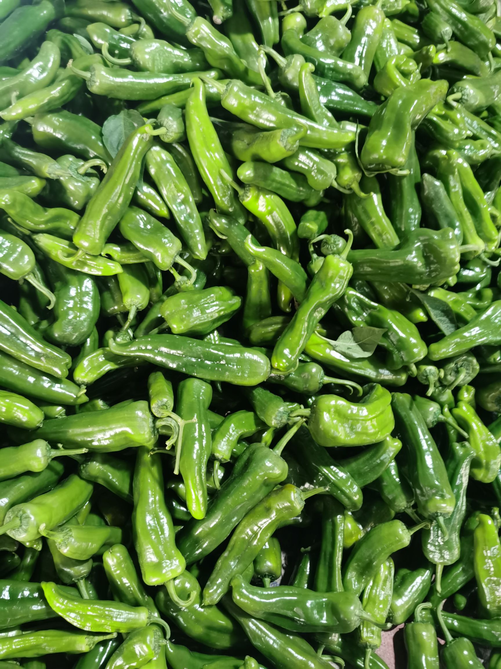 芜湖椒 青椒便宜了  3块上车