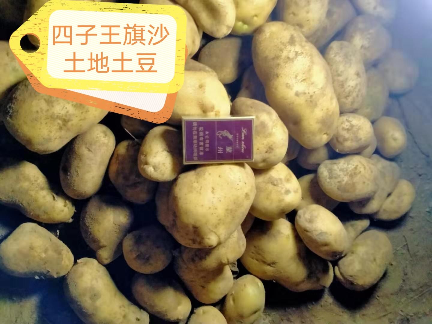 226土豆  内蒙古乌兰察布四子王旗的沙土地种出的土豆，粉度