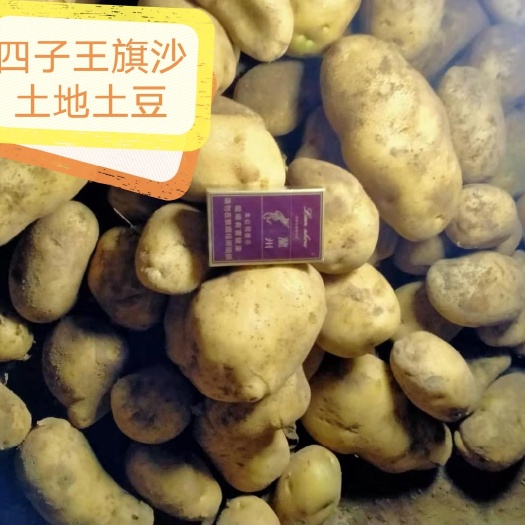四子王旗226土豆  内蒙古乌兰察布四子王旗的沙土地种出的土豆，粉度