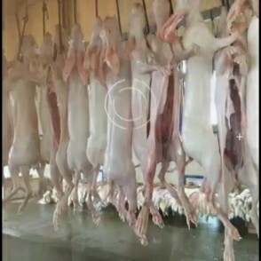 嘉祥县低价批发出售兔肉白条和兔肉分割产品等