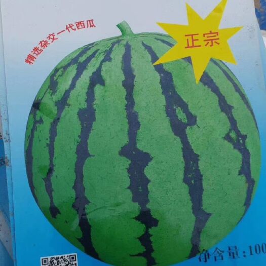 宿州早佳8424西瓜苗 正宗早佳8424，南瓜嫁接，根系旺盛，壮苗，抗病性强