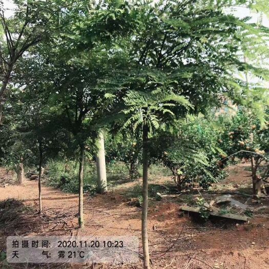 南宁重阳木  粉花山扁豆，优质粉花山扁豆地苗假植苗4-20公分
