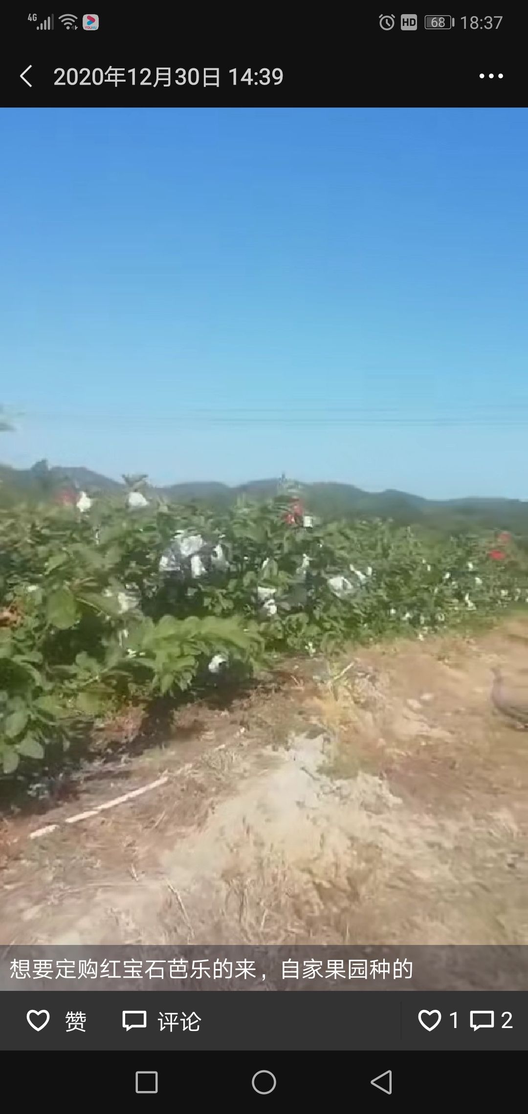 番石榴  红宝石芭乐。