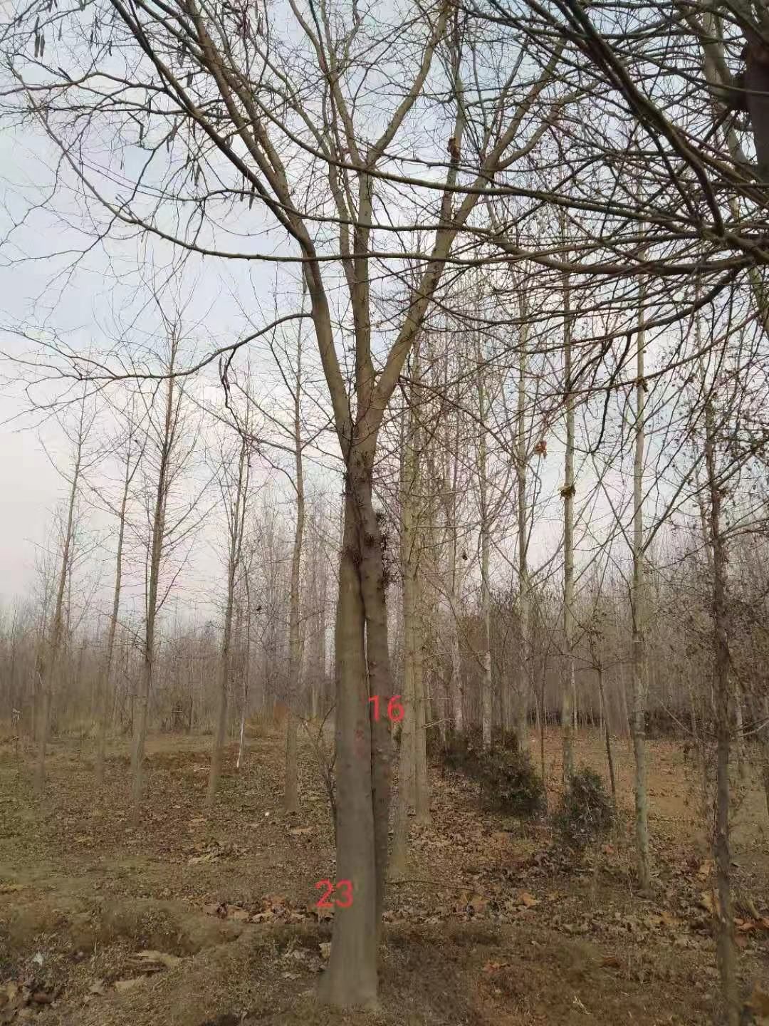 皂角树20-50公分皂角