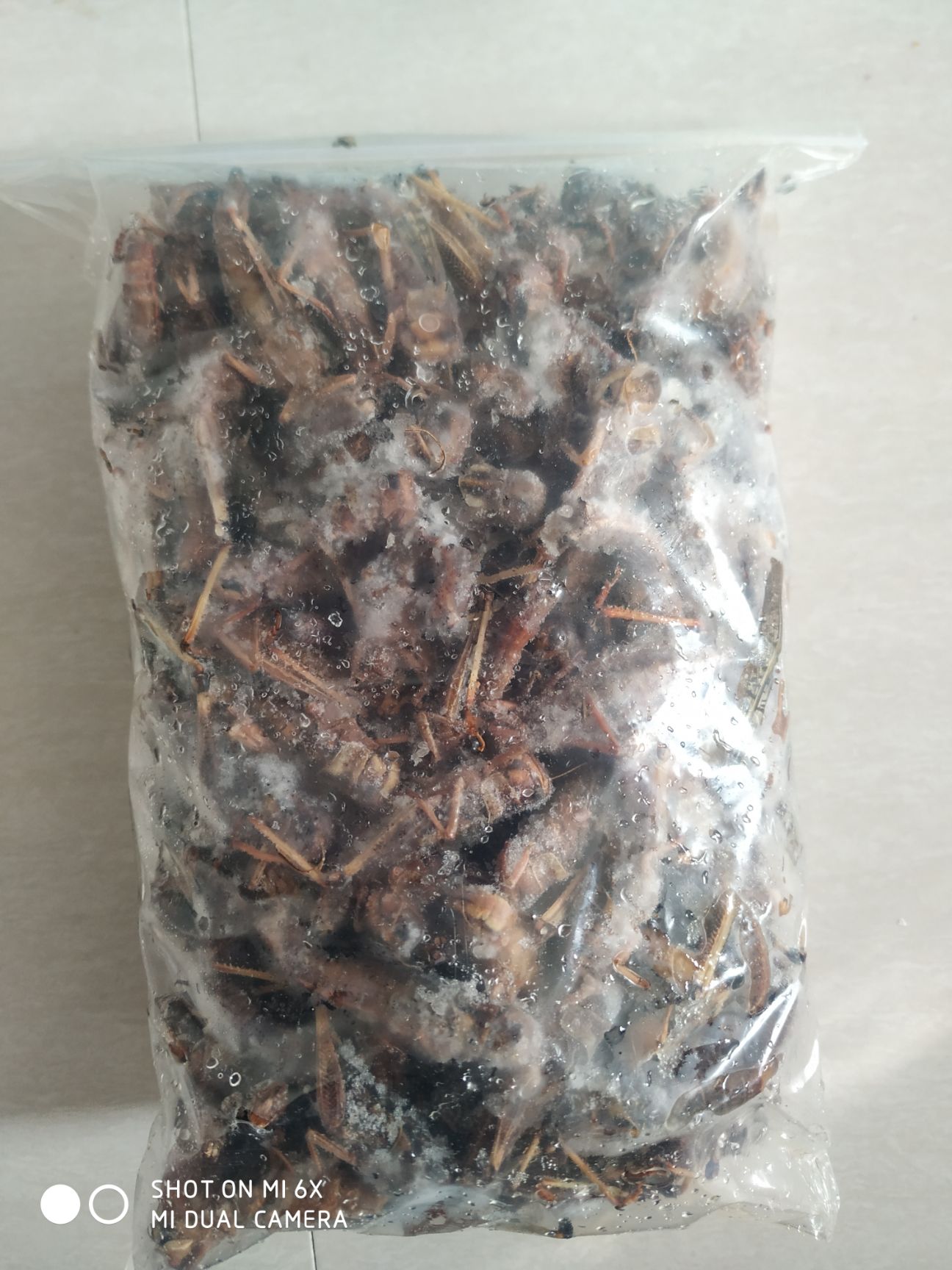 蝗虫  蚂蚱/去翅满籽纯母蚂蚱