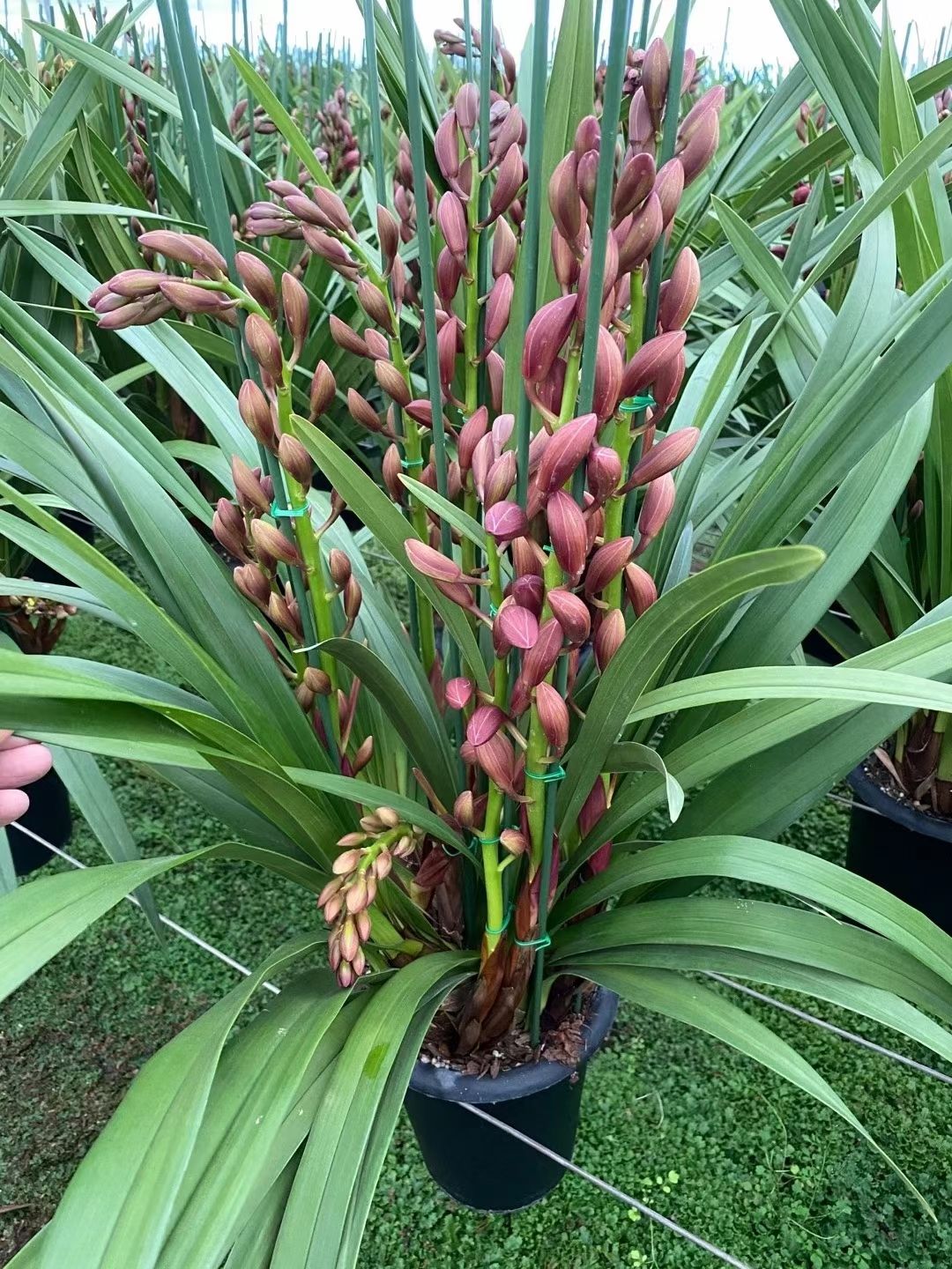大花惠兰 云南省大花卉兰种植基地批发