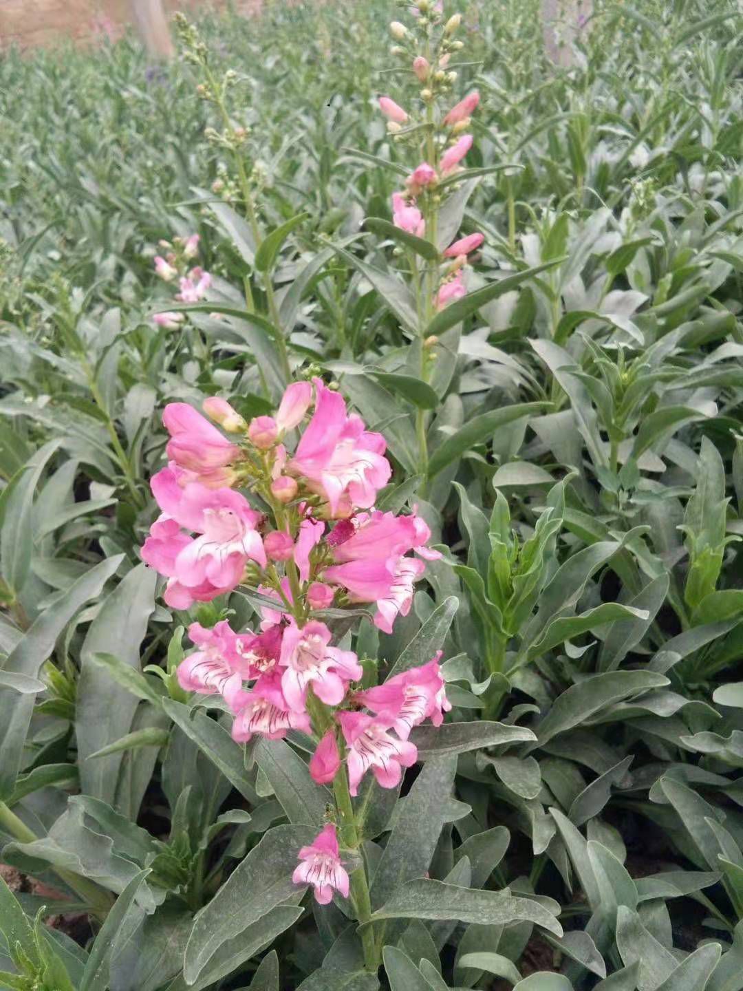 吊钟柳种子  吊钟柳 宿根花卉吊钟柳种植基地