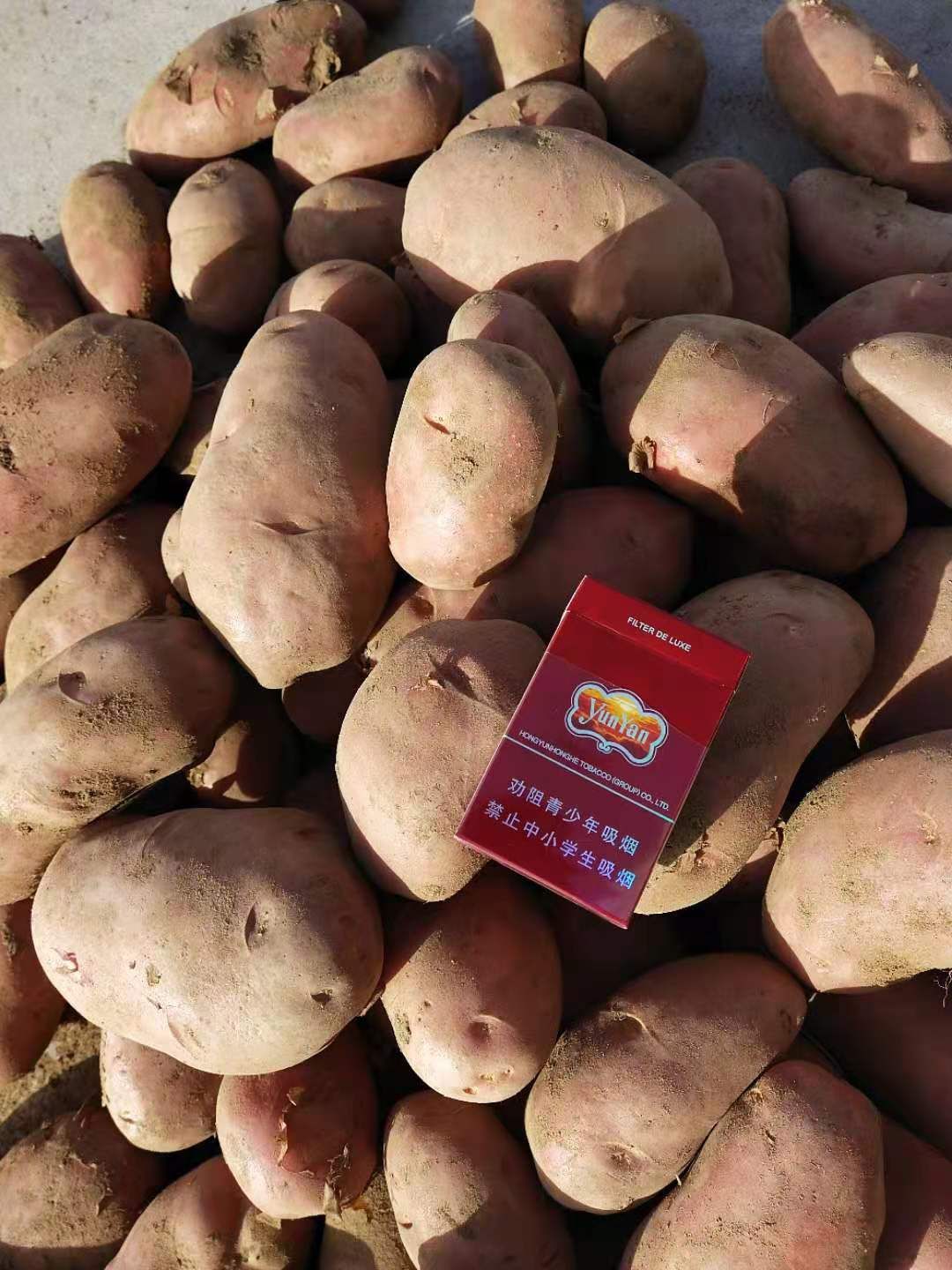 川引2号土豆 没有最好只有更好，三优川引好货