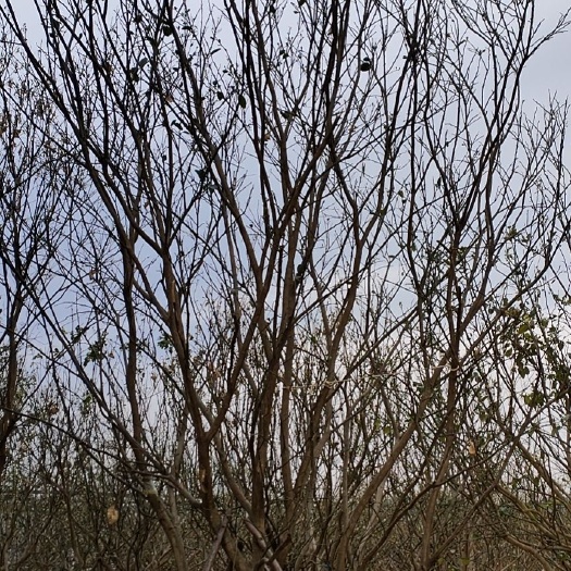 南宁琯溪蜜柚苗  柚子树杨梅树枇杷嘉宝果黄皮等大量果树苗木土球上车价