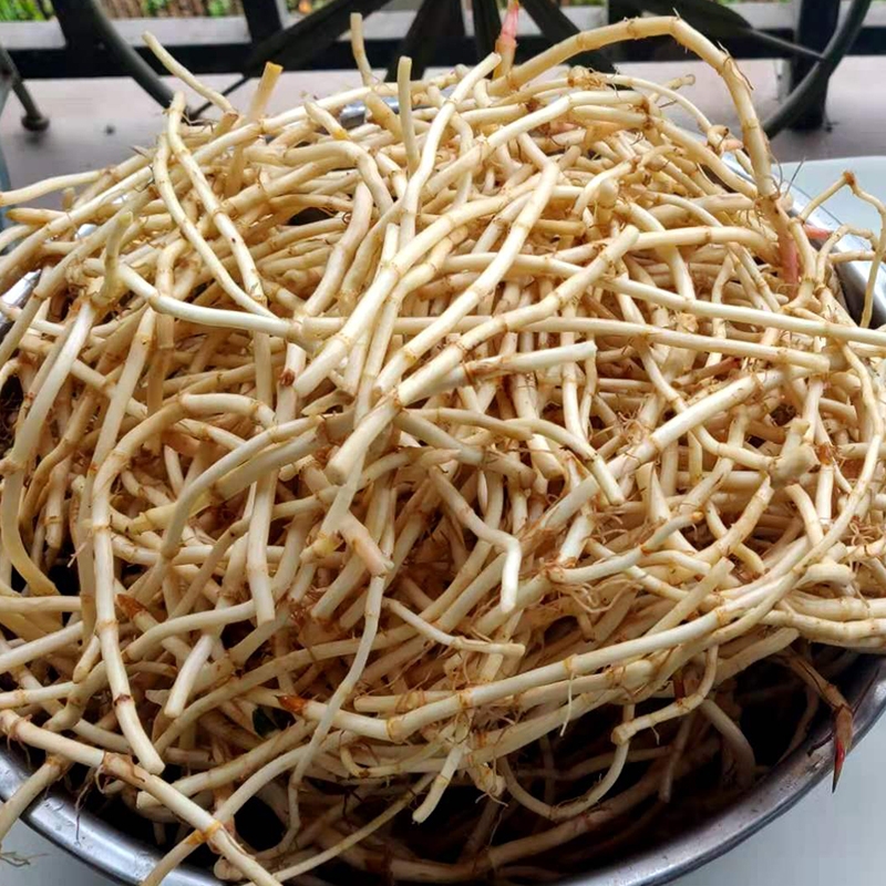 红茎鱼腥草 折耳根批发3800元一吨