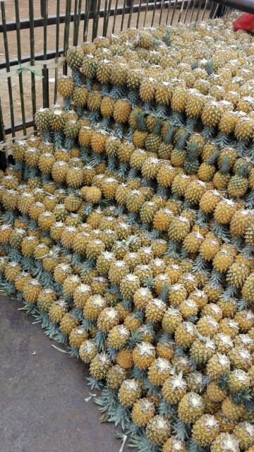 徐闻菠萝 现在开始订年货了，没订货怕涨价的节奏