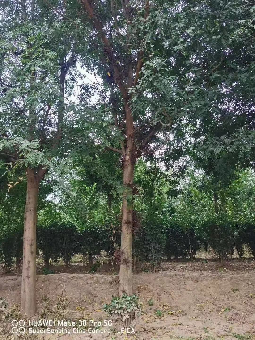 邳州市皂角树20-50公分皂角