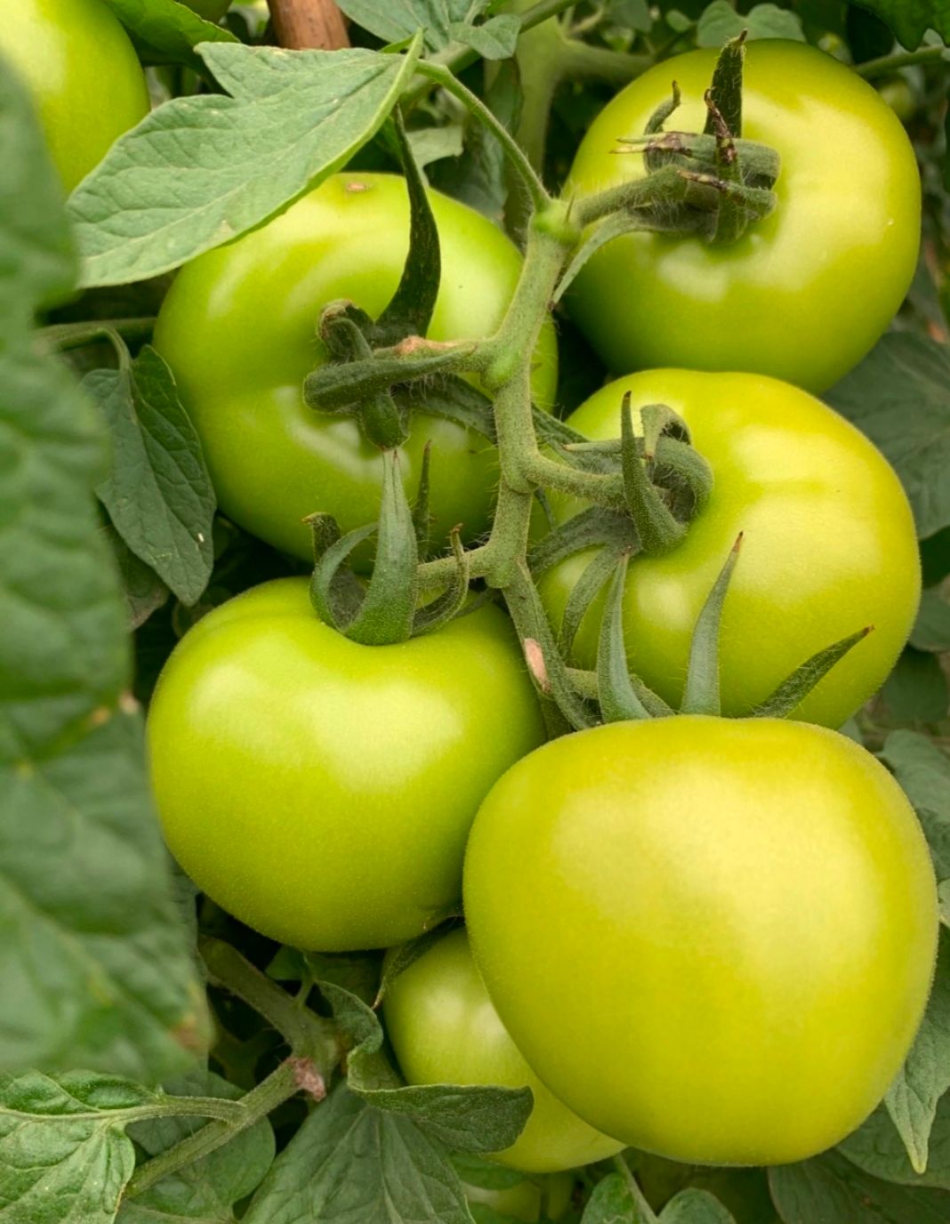 【精品】西红柿苗大红果硬粉番茄苗硬粉西红柿苗耐运输抗病抗裂