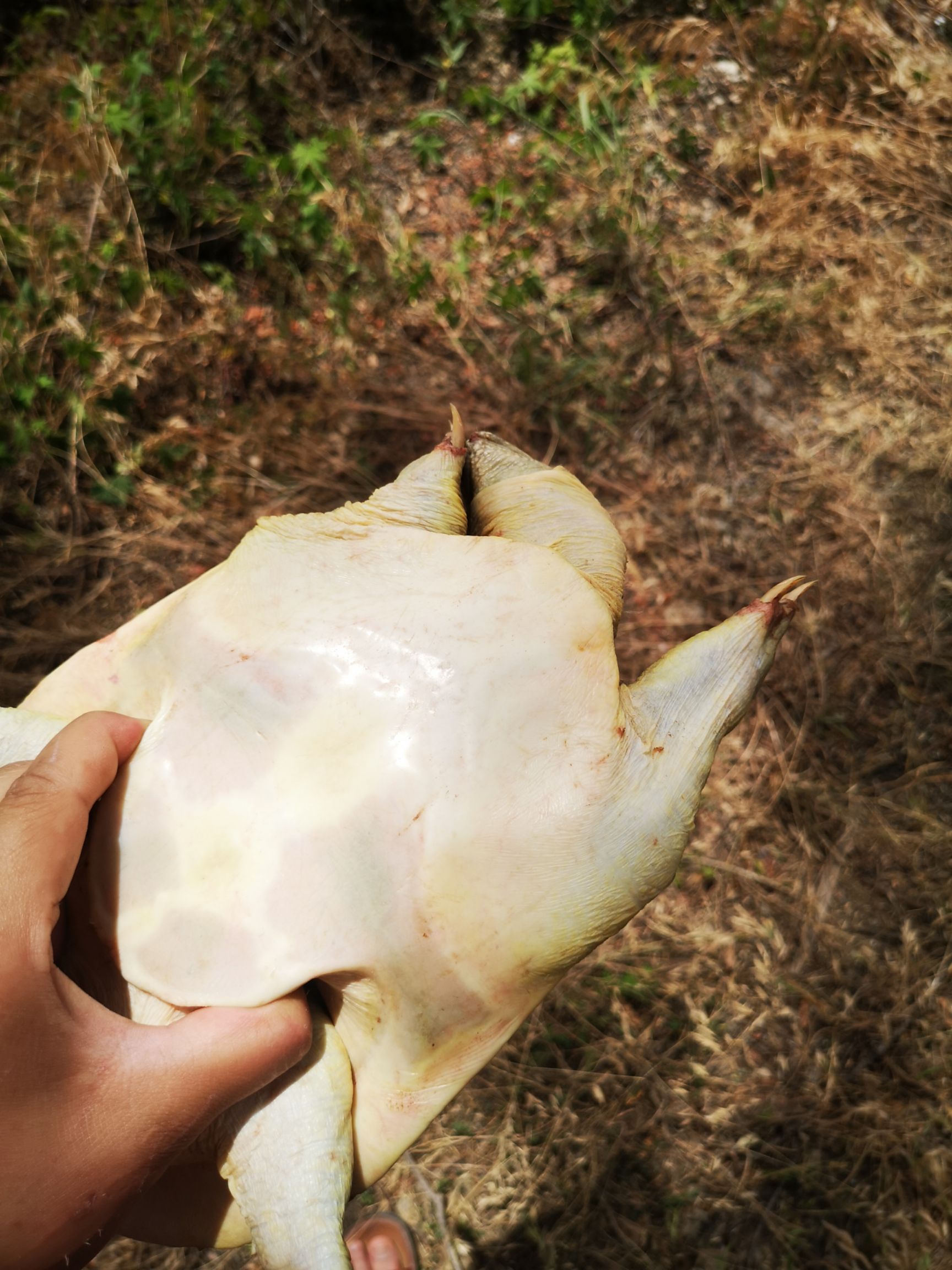 生态甲鱼  在大自然环境中生长，生长年份时间长，猛性十足，肉质鲜美