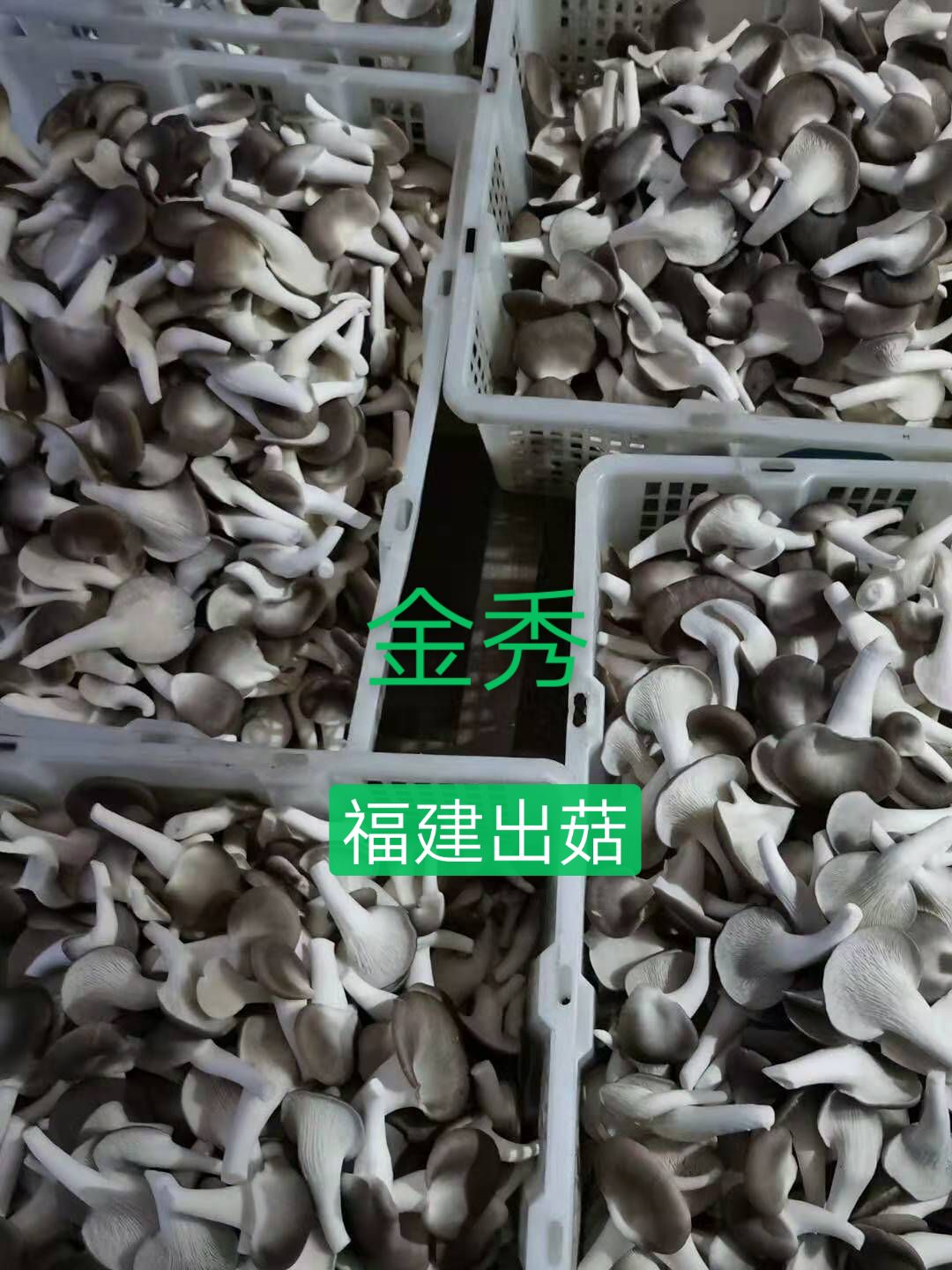 平菇菌种  秀珍菇母种试管