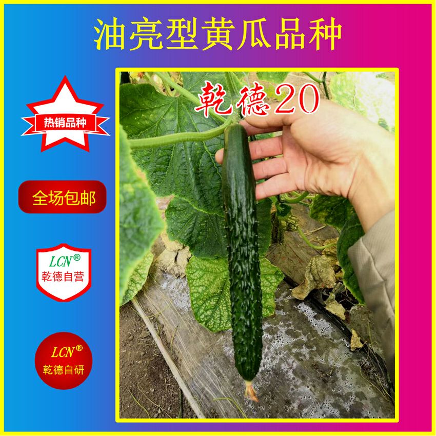 乾德20，强雌油亮，把短密刺，黄瓜种子，春秋冬栽培