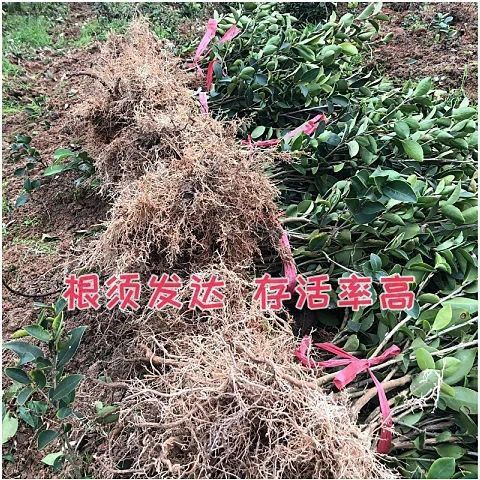  高产油茶苗长林系列