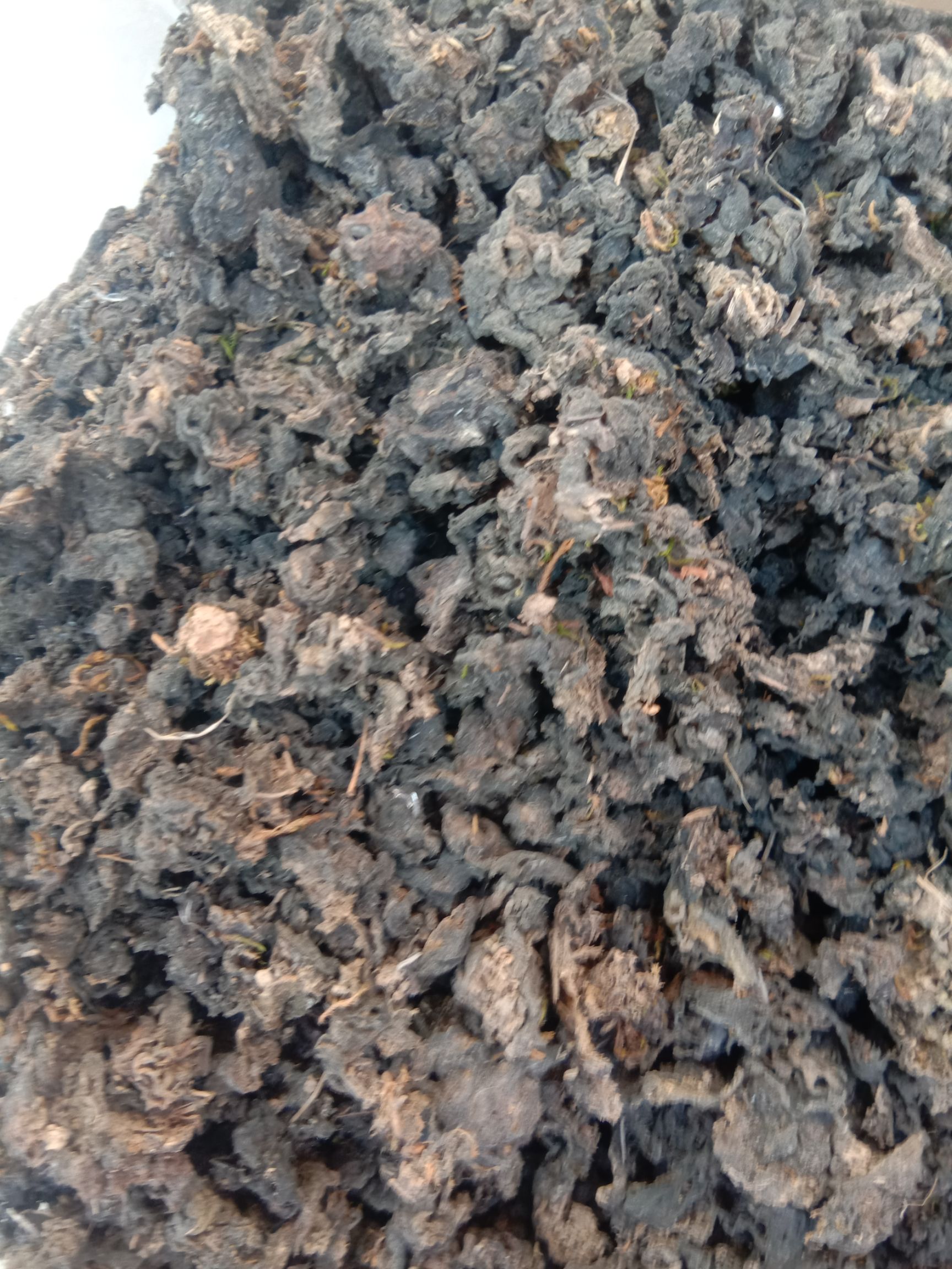 地皮菜  常期供应家乡天然(地串儿)地皮莱