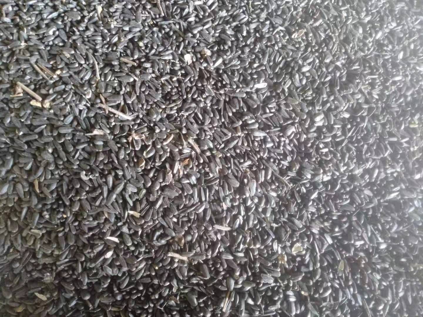 葵花籽 油葵