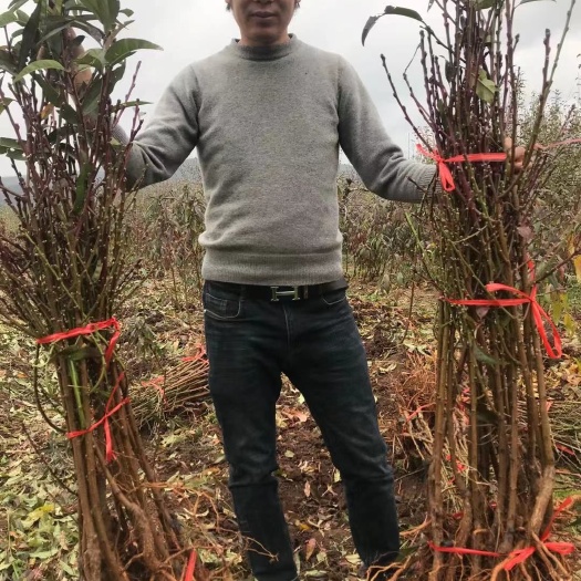 玉龙县丽江雪桃苗