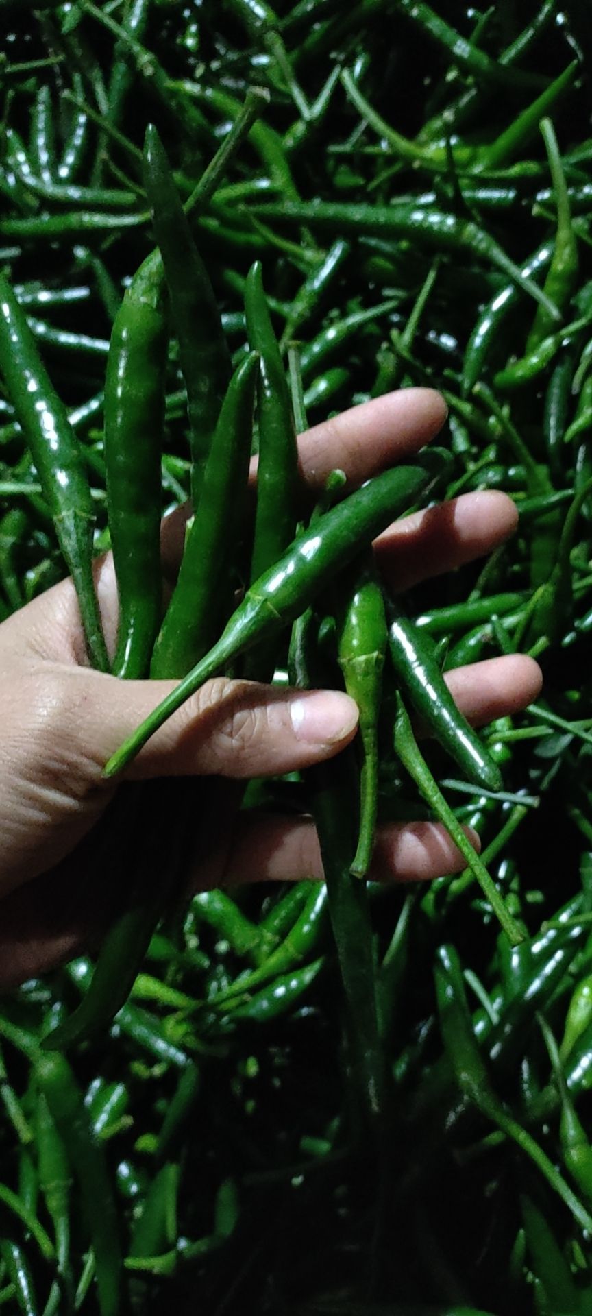 农家自种新鲜小米辣椒青辣椒指朝天椒