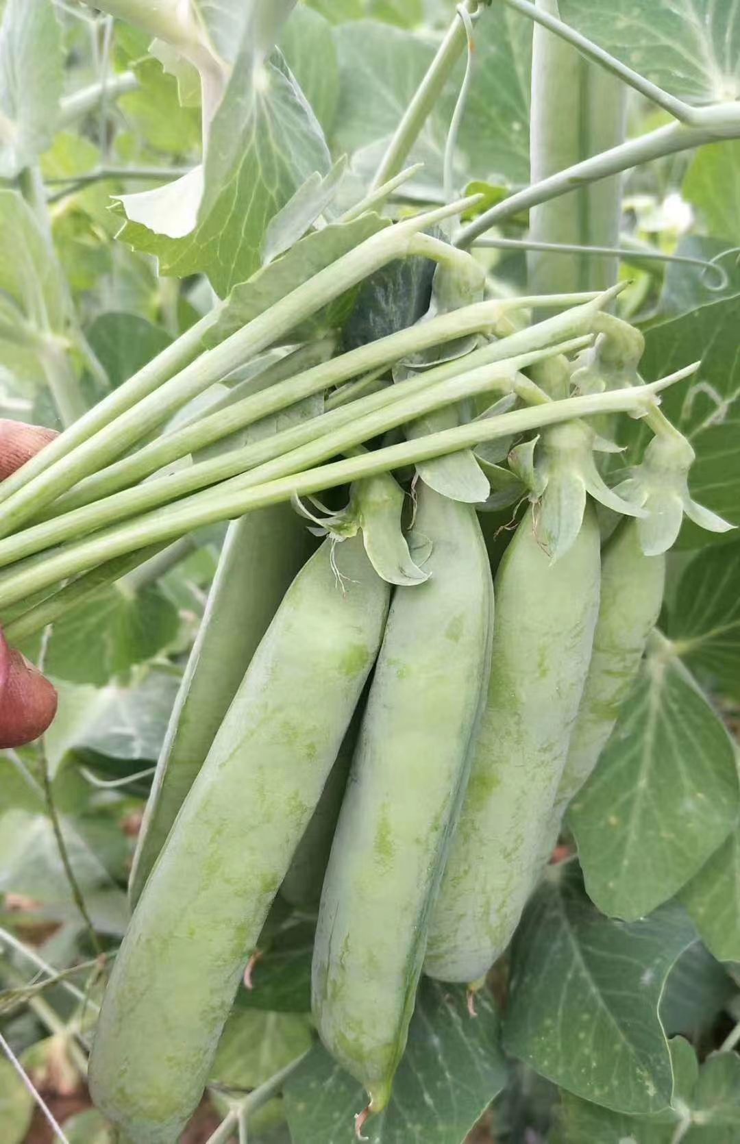 豌豆荚  