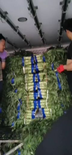 兰陵县红叶莴笋 山东省临沂市兰陵县