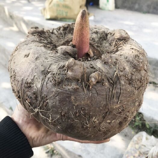 汉中花魔芋  魔芋，商品魔芋，魔芋种