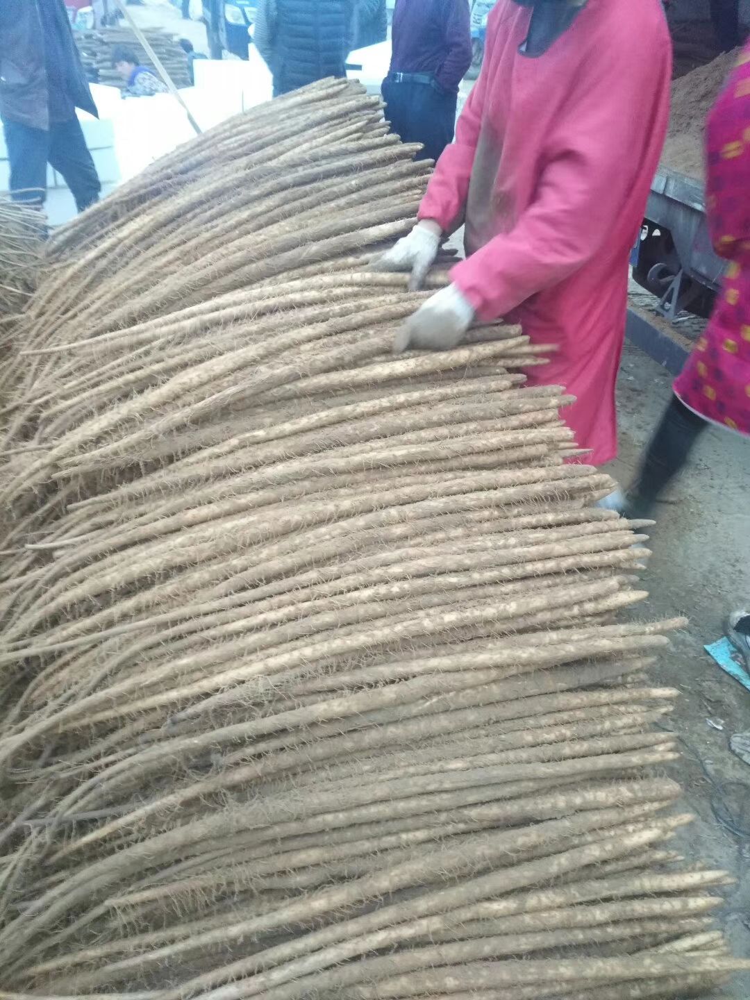 铁棍山药，电商批发商，有粗度有长度，口感面甜，发往全国