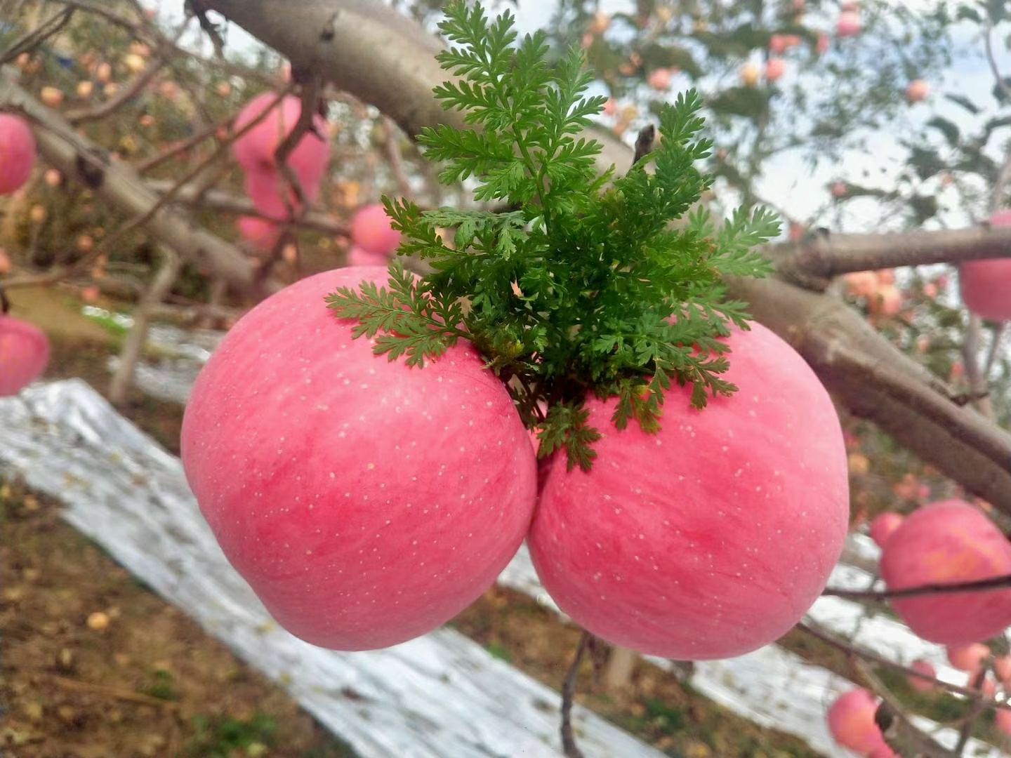 甘肃庆阳红富士苹果88/箱