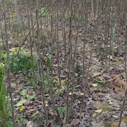 武陟县玛瑙红樱桃树苗 樱桃树