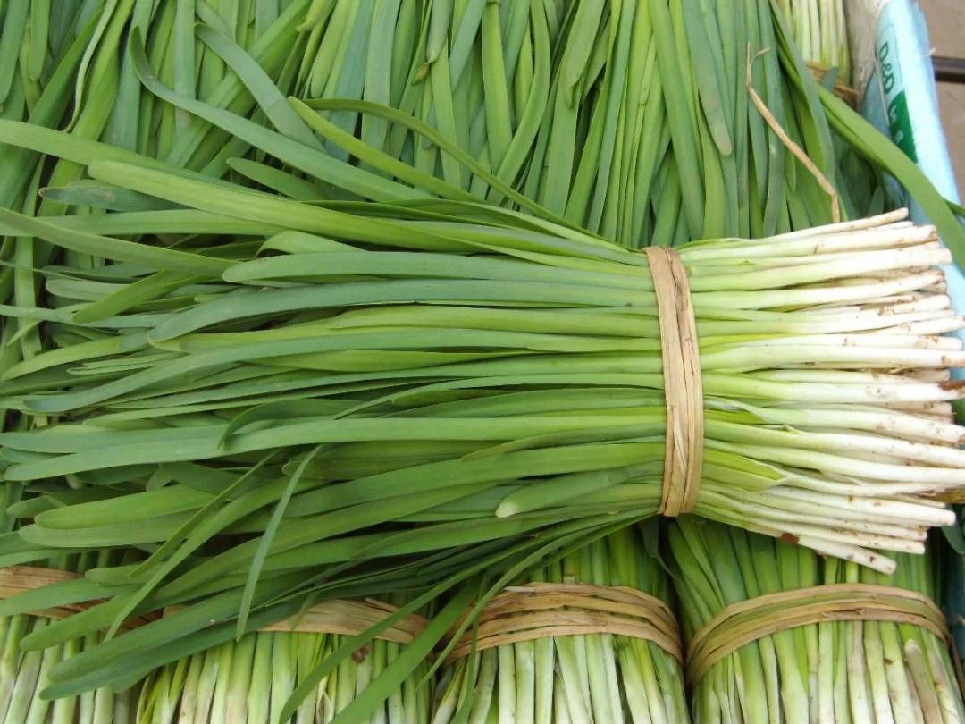 韭菜种子 丰冠韭菜  高50厘米以上