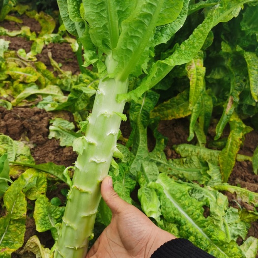 新野县红叶香莴苣  红叶莴笋 大量有货  产地直销6吨起发