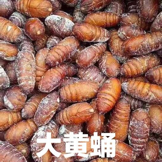 青岛蚕蛹  大 大黄蛹 50斤一袋