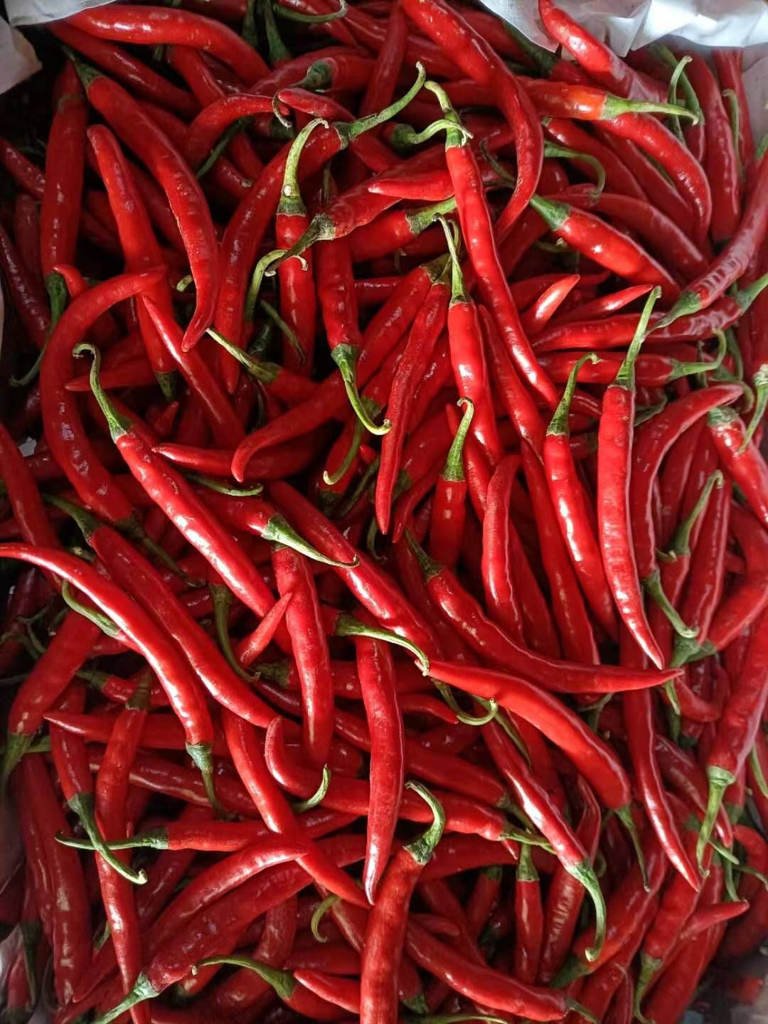 小米椒 