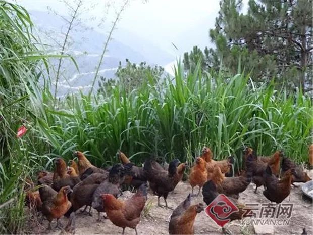  云南大理南涧无量山乌骨鸡