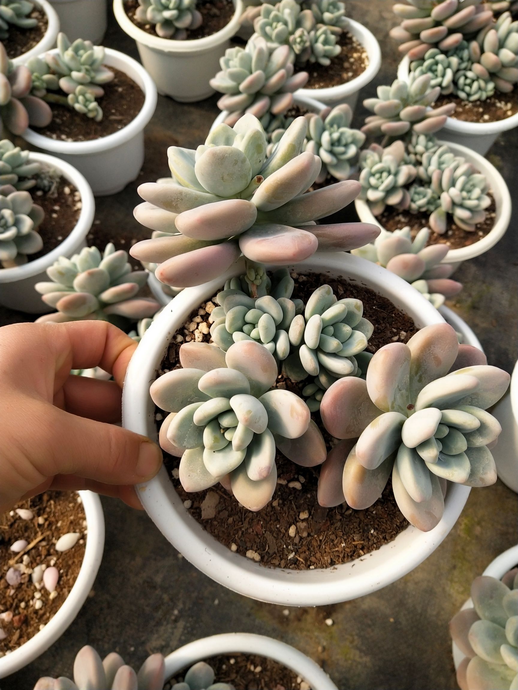 180盆整桩无坎粉洛神