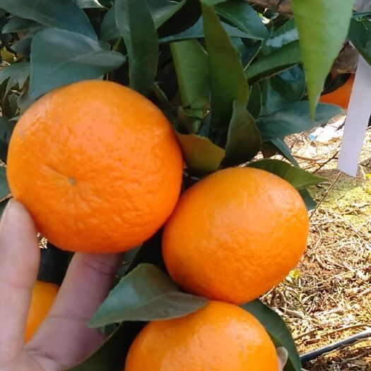 富川县广西精品沃柑皮薄个大